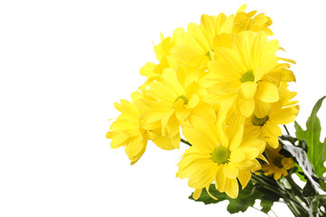 Beautiful chrysanthemum flowers isolated on white