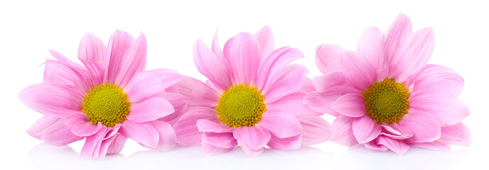 Beautiful chrysanthemum flowers isolated on white