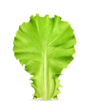 Fresh Green Leaf Lettuce, Vector Illustration