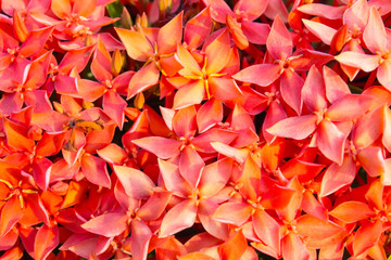 Red Ixora