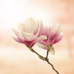 Fototapeta premium magnolia