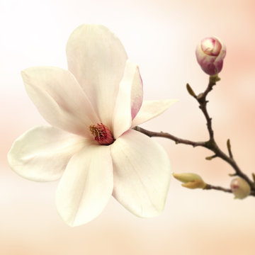 Fototapeta magnolia