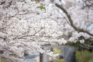 川面と満開の桜