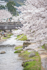 川面と満開の桜
