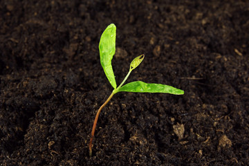 young green plant in soil