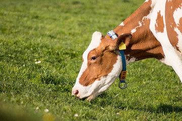 Cow eating grass