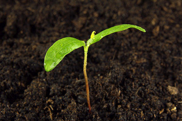 green young plant