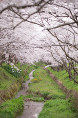川面と満開の桜