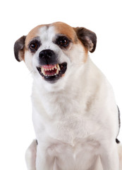 Angry dog on white background