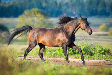 Arabian horse gallops across the field