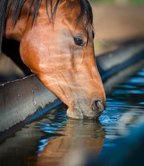 Horse drinks a water, horse head close up.