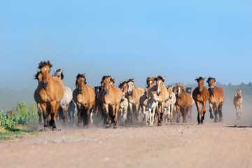 Herd of horses and foals running on the road