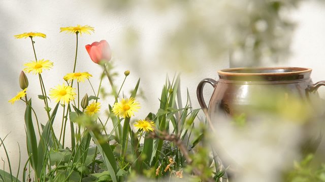 flowers and charry blossom in the springtime