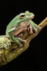 Vietnamese Blue Flying Frog