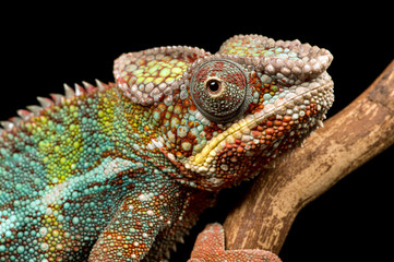 Panther Chameleon