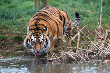 Fototapeta na wymiar Siberian Tiger (Panthera Tigris Altaica)