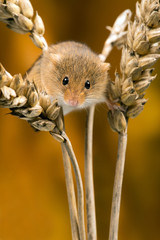Field Mouse © davemhuntphoto