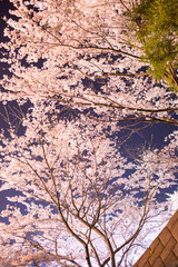 夜桜