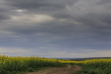 Fototapeta na wymiar Canola fields in remote rural area, profiled on stormy sky