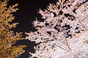 夜桜