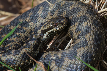 Adder Snake Coiled