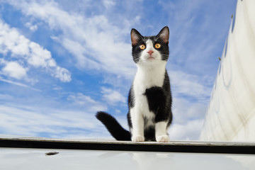 black and white cat on an airplane - Powered by Adobe