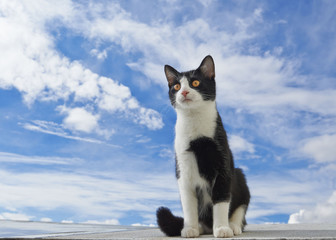 black and white cat on an airplane
