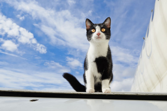 Black And White Cat On An Airplane