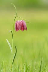 Schachblume / Fritillaria Meleagris