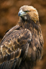 Golden Eagle