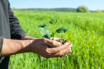 Fototapeta na wymiar Farmer hands with plant