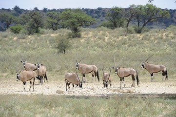 Naklejka na ściany i meble Gemsbok (Oryx Gazella) stada w wodopoju, pustyni Kalahari