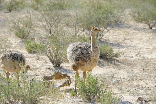 Ostrich (Struthio camelus) chicks foraging, Kalahari desert.