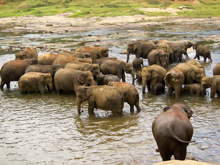 Fototapeta na wymiar Elephant kąpieliskach w sierocińcu