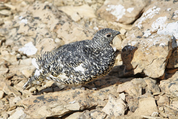 Juvenile Ptarmigan between rocks
