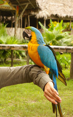 Blue and yellow macaw parrot sitting on hand