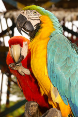Blue and yellow macaw parrot sitting on hand