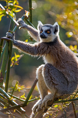 Ring Tailed Lemur