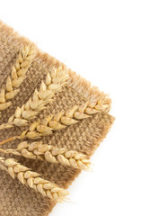 Obraz premium ears of wheat on white