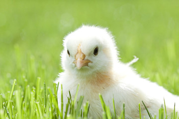 Chicken in the green grass