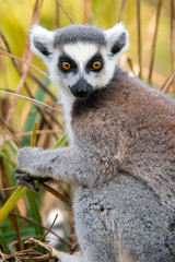 Ring Tailed Lemur