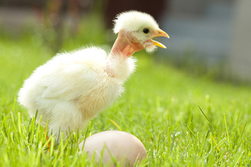 Easter chicken and egg grass