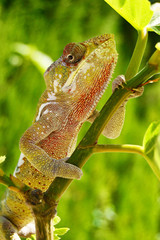 Panther Chameleon