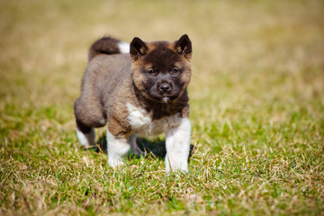 adorable american akita puppy
