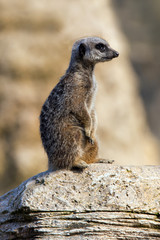 Meerkat