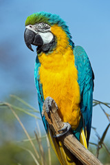 Macaw Parrot