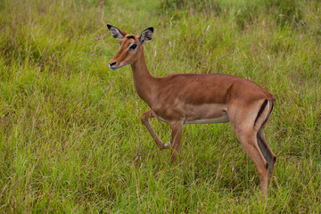 Impala Antilope