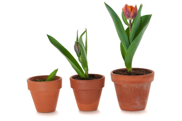 Tulpen im Blumentopf