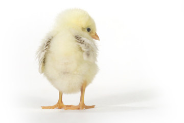Adorable Baby Chick Chicken on White Background
