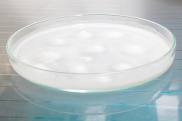 Growing Bacteria in Petri Dishes